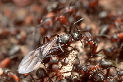 Les fourmis rousses - Présentation - 3mn 01s